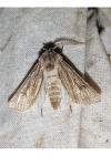 Agrotis graslini