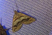 Scotopteryx peribolata