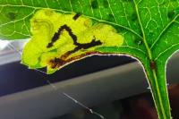 Stigmella regiella