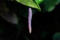 Coleophora albitarsella
