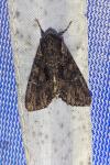 Mniotype solieri