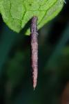 Coleophora albitarsella