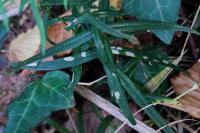 Coleophora solitariella