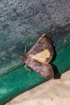Uresiphita gilvata