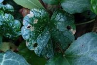 Coleophora albitarsella