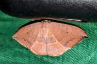 Watsonalla uncinula