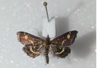 Pyrausta purpuralis