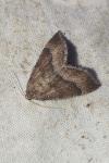 Larentia clavaria