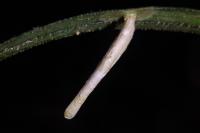 Coleophora solitariella