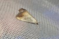Evergestis extimalis