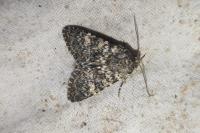 Polymixis flavicincta