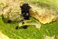Phyllonorycter mespilella