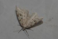 Epirrita autumnata