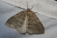 Epirrita