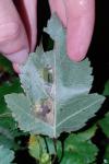 Phyllonorycter mespilella