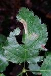 Phyllonorycter mespilella
