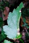 Phyllonorycter mespilella