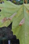 Phyllonorycter platani