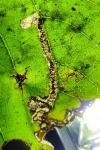 Stigmella tiliae