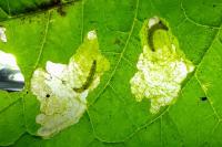 Acrolepia autumnitella