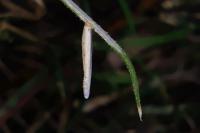 Coleophora solitariella