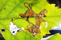 Stigmella betulicola