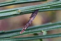 Coleophora calycotomella
