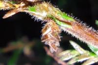 Coleophora juncicolella