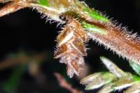 Coleophora juncicolella