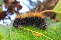 Acronicta auricoma
