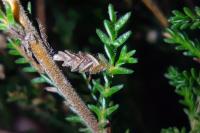 Coleophora juncicolella