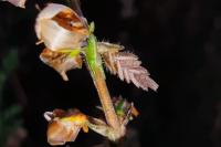 Coleophora juncicolella