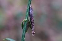 Coleophora calycotomella