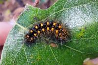 Acronicta auricoma