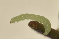 Lyonetia prunifoliella