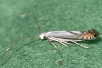 Lyonetia prunifoliella