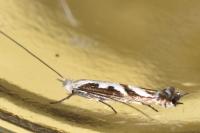 Lyonetia prunifoliella