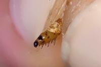 Coleophora glaucicolella