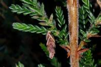 Coleophora juncicolella