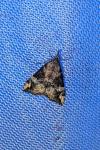 Hypena obsitalis