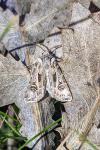 Agrotis vestigialis
