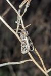 Leucochlaena oditis