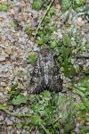Polymixis lichenea
