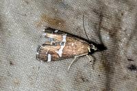 Spoladea recurvalis