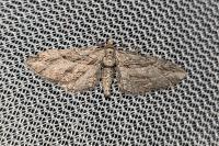 Eupithecia phoeniceata
