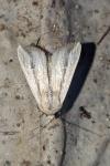 Leucania loreyi