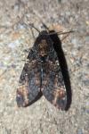 Acherontia atropos