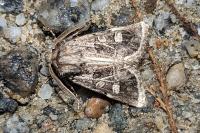 Leucochlaena oditis