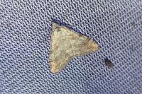 Aplocera efformata/plagiata
