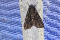 Mniotype solieri